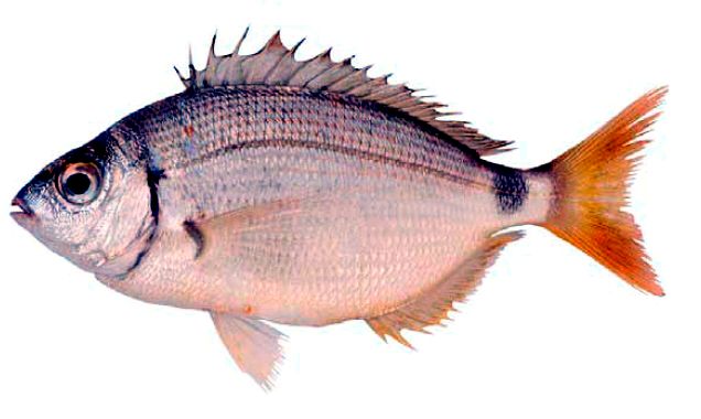 Diplodus bellottii_04.jpg